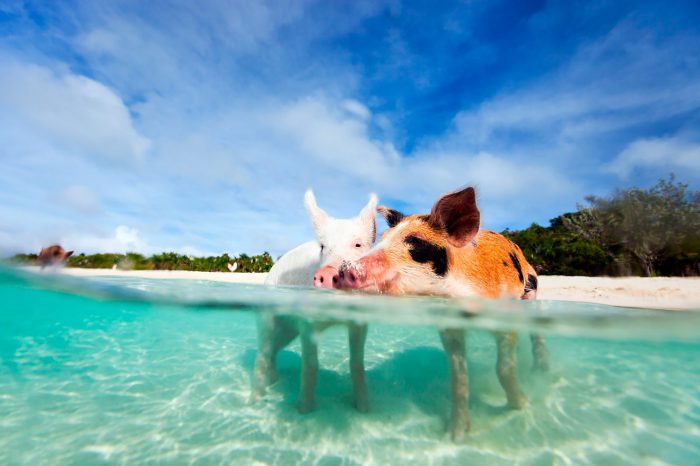 Bahamas (A Stone’s Throw Away) – Diciembre 2025